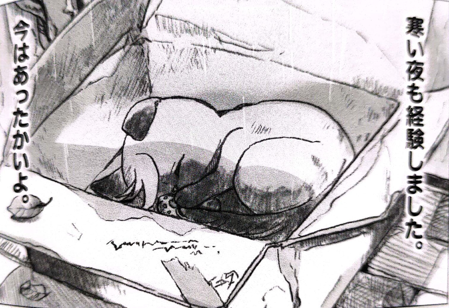A dirty baby cat McGillis sleeping on a dirty box while it's raining.